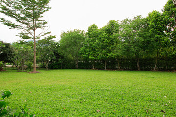 Fototapeta na wymiar grass field and trees park