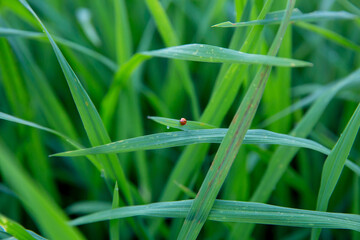 Ladybugs in the middle of green rice fields
