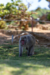Singe dans la montage des singes a Kyoto au Japon