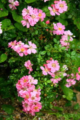 un églantier en fleurs