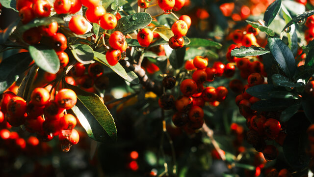 Detail of leaves and fruits of butcher's broom. Ruscus aculeatus Pungitopo 