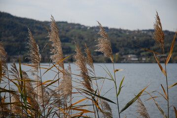 Naklejka premium Como Lake landscape between bamboo and water