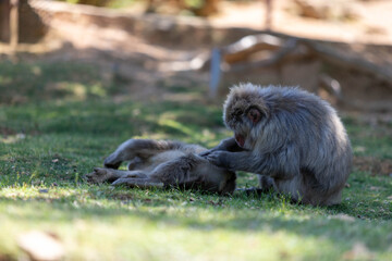 Singe dans la montage des singes a Kyoto au Japon