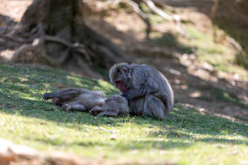 Singe dans la montage des singes a Kyoto au Japon