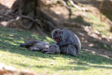 Singe dans la montage des singes a Kyoto au Japon