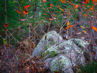 Moss Covered Glacial Rocks in Autumn Forest