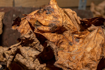 A closeup picture of brown autumn leaves. Picture from Malmo, southern Sweden