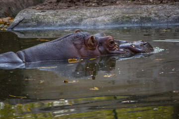 Fototapeta premium A hippopotamus (Hippopotamus amphibious) lying in water pond in zoo park in India with its head above water looking outside the water