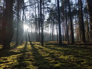 Obraz premium morning in the forest