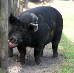 Toothy Berkshire Pig