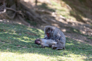 Singe dans la montage des singes a Kyoto au Japon