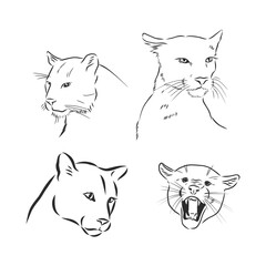 Hand-drawn ink vector drawing. Wild animal cougar in full growth side view. Nature, predator, puma. Cougar vector sketch illustration