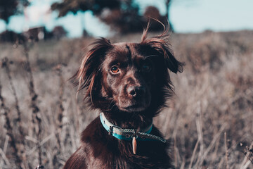 Red dog in field 