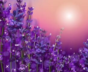 Fototapeta na wymiar Summer Sunset over a violet lavender flower. Fragrant, blooming violet lavender for perfumery, health products, wedding. France, Provence. Realistic vector illustration.