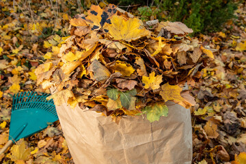 looking at the top of an overflowing leaf disposal bag