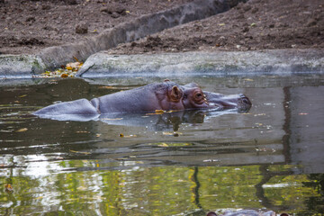 A hippopotamus (Hippopotamus amphibious) lying in water pond in zoo park in India with its head above water looking outside the water