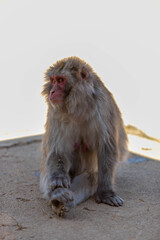 Singe dans la montage des singes a Kyoto au Japon