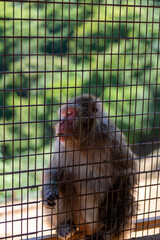 Singe dans la montage des singes a Kyoto au Japon