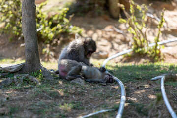 Singe dans la montage des singes a Kyoto au Japon