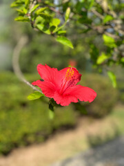 Fototapeta premium red flower in the garden