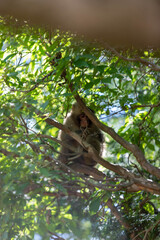 Singe dans la montage des singes a Kyoto au Japon