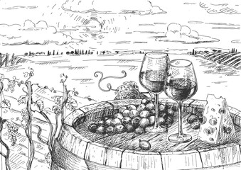 Vineyard, harvest and wine sketch
