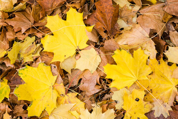 Naklejka na ściany i meble Autumn background with fall yellow and brown maple leaves, top view, close-up
