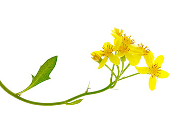 FLEURS JAUNES TIGE ET FEUILLES SUR FOND BLANC