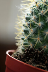 Small Cactus House Plant