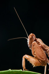 European dwarf mantis (Ameles spallanzania) on black background, Italy.