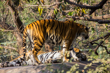 A young Bengal tigers resting on rooftop in zoo park in India,Indian national animal Tiger Family in zoo park background Image  