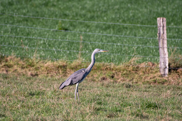 great blue heron ardea cinerea
