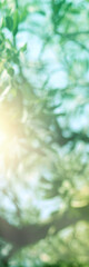Green light leaves blurred and blur natural abstract. Effect sunlight  soft bright shiny style ...