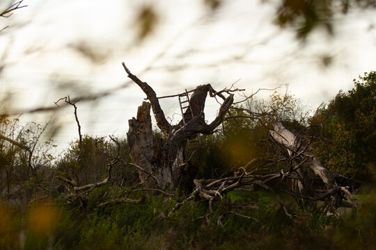 Ladder stuck in a dead tree