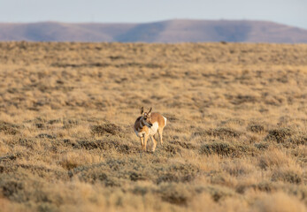 Pronghorn Antelope Doe in the Red Desert of Wyoming