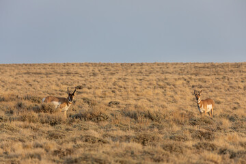 Pronghorn Antelope Buck and Doe in the Red Desert of Wyoming
