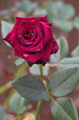 red rose with water drops