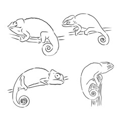 Sketch of chameleon. Hand drawn vector illustration. chameleon animal vector sketch illustration © Elala 9161