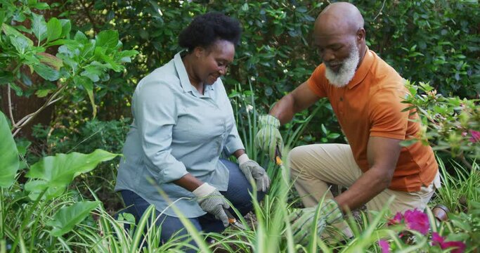 African american senior couple wearing hand gloves gardening together in the garden