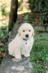 Golden Retriever Puppy