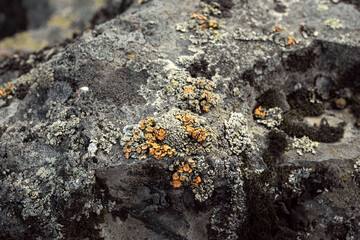 Rock surface with lichen and moss texture. Nature colors abstract background.