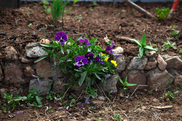 Beautiful flowers