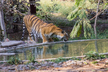 side view of A young Bengal tiger drinking water from water pond in forest in India,Indian national...