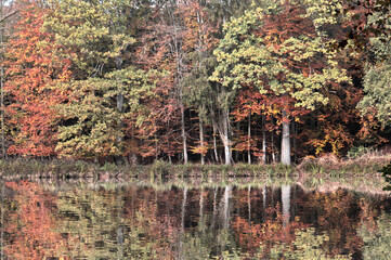 Fall Trees on Lake in Autumn