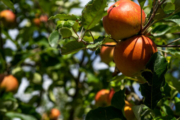 Photo of a Ripe Apples in Orchard ready for harvesting.