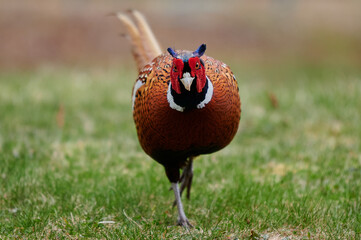 Fototapeta premium Ring-Neck Pheasant, Nova Scotia, Canada