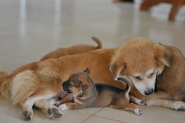 View of the  puppy dog