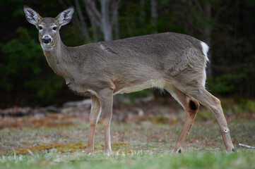 White-tailed deer, Nova Scotia, Canada
