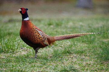 Ring-Neck Pheasant, Nova Scotia, Canada