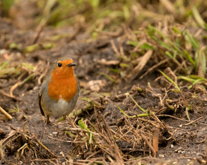 Cheerful Robin redbreast, Erithacus rubecula, searching for insects on the ground